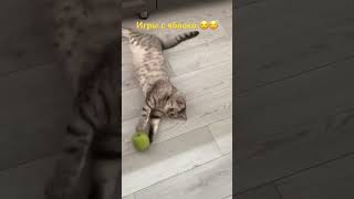 cat dubstep catlover music kitten pets funny animals chat кот [upl. by Nwahsid176]