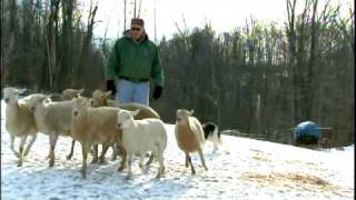 Training Border Collies [upl. by Ahsilrak254]