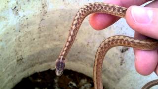 DeKays brown snakes [upl. by Acire]