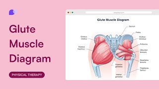 Glute Muscle Diagram [upl. by Diarmid325]