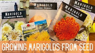 Marigold Flowers 101 Growing Planting amp Harvesting 🌼  How To Grow Marigolds From Seed To Flower [upl. by Ola214]