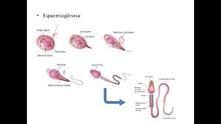 Gametogênese masculina [upl. by Anavlys961]