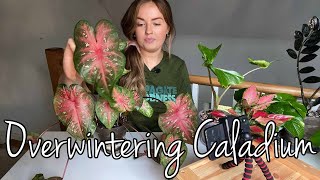 Overwintering Indoor Caladium  Storing Caladium During Winter [upl. by Mimi609]