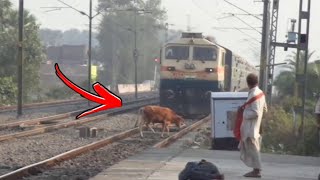 Animal vs Train  Animals Hit By Train Compilation 3 [upl. by Aisac]