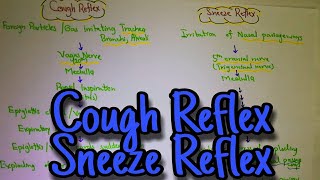 Cough reflex sneeze reflex Chapter 38 part 10 Guyton and hall text book of physiology [upl. by Eelhsa]