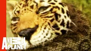 Animal FaceOff Anaconda vs Jaguar [upl. by Ytsirk743]