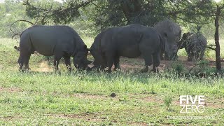 Wild Black Rhino vs White Rhino [upl. by Zaneta227]