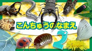 昆虫 実写動画☆昆虫の名前2 昆虫好き集まれ！子供向け【動く虫アニメ】昆虫図鑑★昆虫採集 で 虫の名前 を覚えよう！クワガタ、カブトムシ、カブトムシの幼虫、てんとう虫 昆虫 いっぱい！ insects [upl. by Marler]