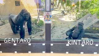 5 yrsold Gorilla Kintaro Playing with Gentaro Happily  Momotaro Family [upl. by Ecneps]