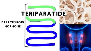 Teriparatide  Osteoporosis [upl. by Anerual]