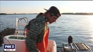 Bay Area oyster farmers building back Floridas aquaculture industry [upl. by Reeba358]