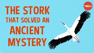 The spearwielding stork who revolutionized science  Lucy Cooke [upl. by Mccahill]