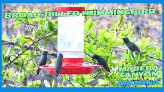 Broadbilled Hummingbird Madera Canyon 2024 [upl. by Rosati]