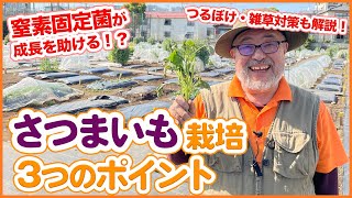 5月植えにおすすめ！大人気のさつまいも栽培の３つのコツ！？初心者でも簡単な育て方の重要ポイントを解説！植え方の違いも紹介【家庭菜園】【つるぼけ】 [upl. by Peterman58]