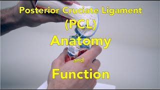 Posterior Cruciate Ligament PCL  Anatomy and Function [upl. by Idnor]