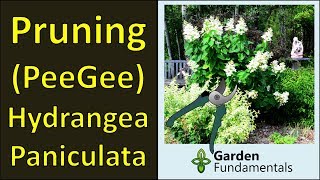 Pruning PeeGee Hydrangea Panicluata Shrub in Spring Best flowering and control height [upl. by Daniella]