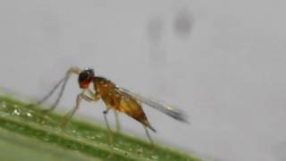 Eggparasitoid Anagrus Mymaridae  Oviposits in Cicada Eggs on Rice [upl. by Flower657]