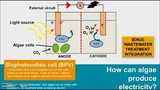 Producing electricity from wastewater using algae [upl. by Ylrebnik]