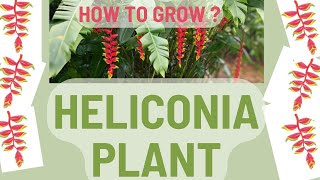 Heliconia Plant  Bird of Paradise Plant  How to Care [upl. by Findlay507]