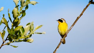 Spring Songbirds in 4K 7 Hours of Beautiful Bird Scenes amp Sounds for Relaxation Study Sleep UHD [upl. by Solracsiul]