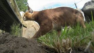 Cat enrichment at the Oregon Zoo [upl. by Gustie]