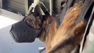 Airborne Dog Jumps From Plane With Special Forces [upl. by Aimas]