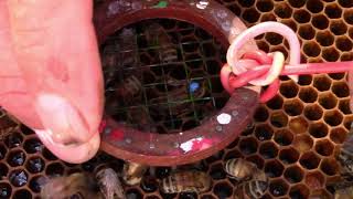 Finding and Marking Queen Bees [upl. by Brenza]