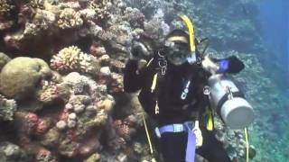 SHARK FEED  Osprey Reef [upl. by Harbird68]