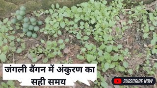 Wild Brinjal Seed Dormancy and Germination [upl. by Yraek]