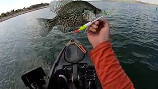 Millerton Lake  Crappies Slabs [upl. by Jt]