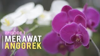 CARA MERAWAT ANGGREK BAGI PEMULA Episode 1 [upl. by Frodin]