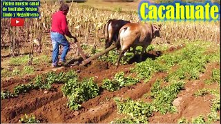 🍇 Asi se Cultiva el CACAHUATE en la Mixteca Oaxaca 🌾 [upl. by Ahsiemal309]