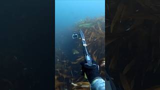 Spearfishing Pollack Øygarden Spearfishing [upl. by Asil]