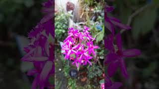 epidendrum radicans beauty beautifulorchids [upl. by Kilgore]