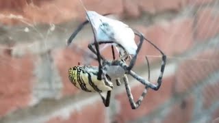 spider vs beetle  scorpion vs centipede vs spider vs beetle  spider and bugs  spider video [upl. by Ariadne64]