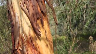 Gum trees are great to grow  Eucalypts for your home garden [upl. by Gonagle533]