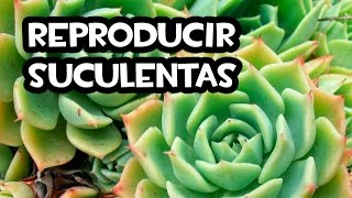 Como Reproducir Suculentas  Muy FÁCIL Y RÁPIDO [upl. by Inna]