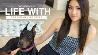 WHATS IT LIKE OWNING A DOBERMAN PINSCHER [upl. by Chancey377]