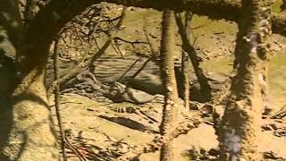 Ray Mears Extreme Survival S01E06  Arnhem Land [upl. by Ulita]