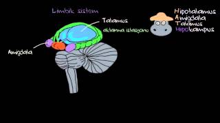 Duygular Limbik Sistem Sağlık Bilgisi ve Tıp [upl. by Ettigirb749]