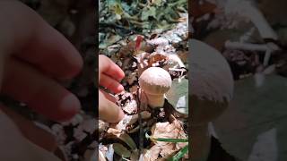 Edible vs Poisonous Porcini Mushrooms porcini wildmushrooms chagamushroom biodiversity [upl. by Notwal]