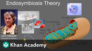 Endosymbiosis theory  Cell structure and function  AP Biology  Khan Academy [upl. by Toffic]