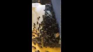 Honeybees using pheromones to attract the swarm [upl. by Ephram]