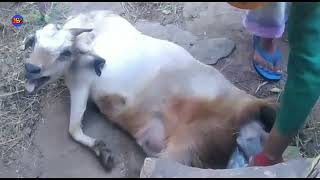 Goat Birth Baby Full Video  Gave Birth to a Goat Baby  Goat Birth Video  NandanSinghPanwar [upl. by Ojela]