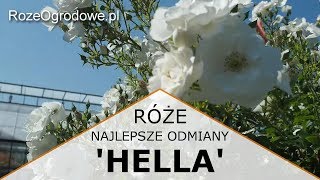 Róża pnąca HELLA® [upl. by Chalmers259]