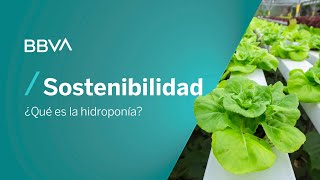 ¿Qué es la hidroponía o agricultura hidropónica  Píldoras de sostenibilidad [upl. by Lemmie9]