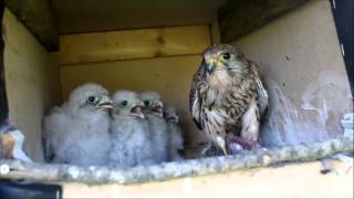 kestrels nesting [upl. by Verney177]