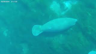 Manatees at Silver Springs 924 [upl. by Ardnuhsor]