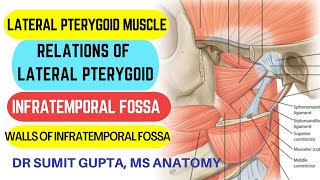 LATERAL PTERYGOID MUSCLE  INFRATEMPORAL FOSSA  Anatomy [upl. by Gerc]