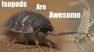 Isopod Colonies Are More Fun Than Youd Think  Homemade Porcellio scaber terrarium [upl. by Agueda]